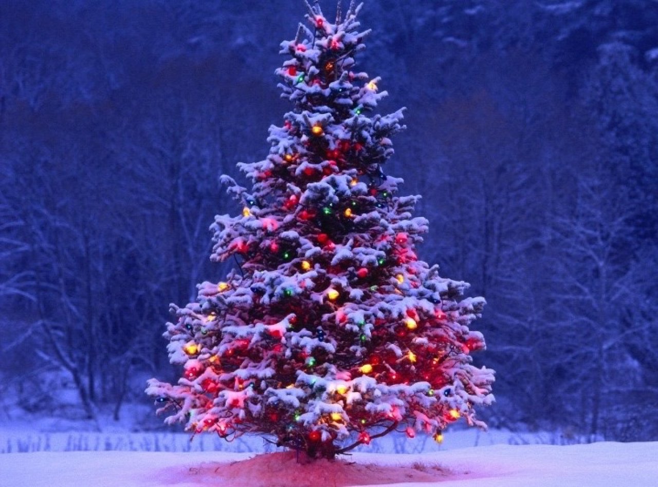 Albero Di Natale Rosso E Oro Con Fiocchi.La Feste Bussano Gia Alle Porte La Magia Del Natale Inizia Dall Albero